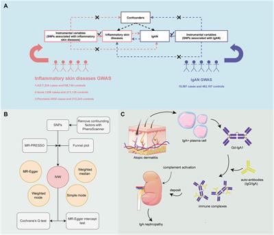 Causal associations and potential mechanisms between inflammatory skin diseases and IgA nephropathy: a bi-directional Mendelian randomization study